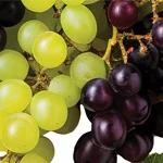 Red and white grapes